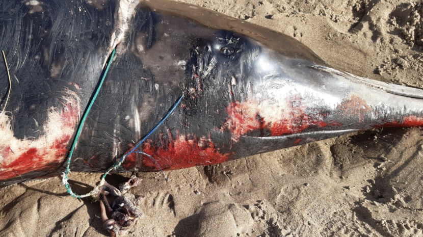 Dead cetacean on beach with white scar and rope protruding from skin where healing as occurred behind the laceration