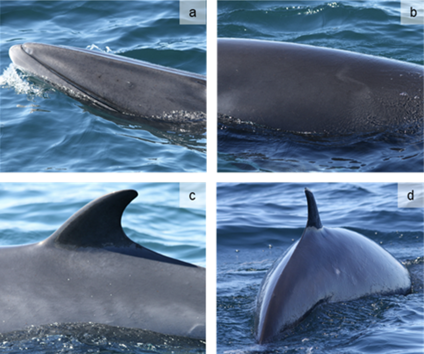 Close up images of minke whale.