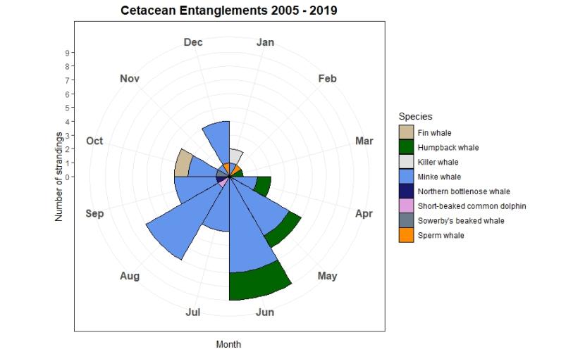 Circular graph of seasonal changes in numbers of entanglements excluding seal species. Monthly numbers divided by species and depicted using colour.