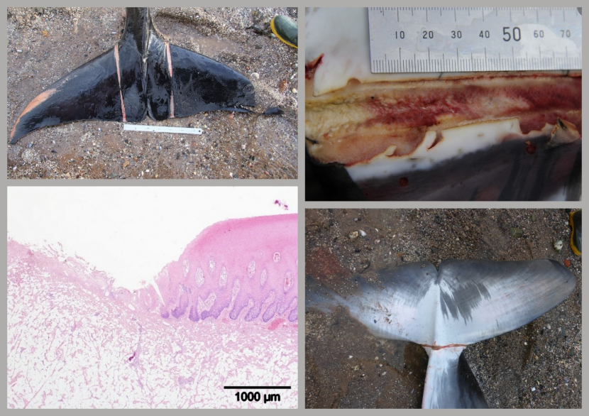 Close up images of minke whale tails showing entanglement damage