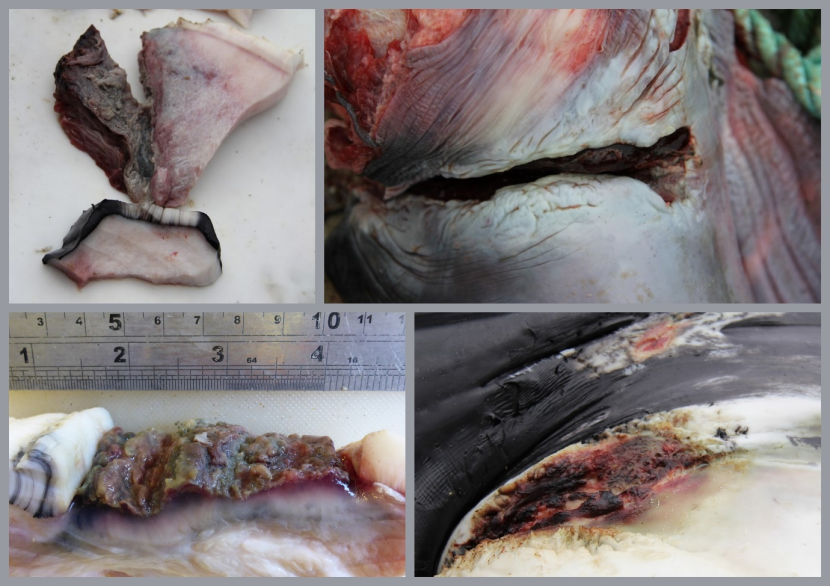 Close up images showing various types of tissue trauma