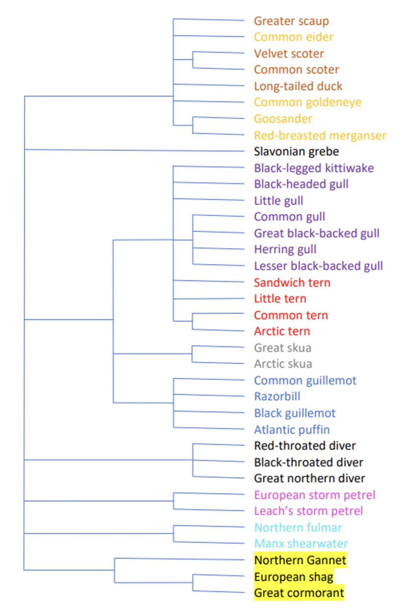 Dendrogram of the listed species