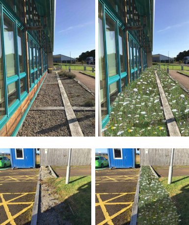 The ‘before’ photographs show the gravel strips with a few scattered plants growing in them.  The ‘after’ photographs show the strips covered with wildflowers.