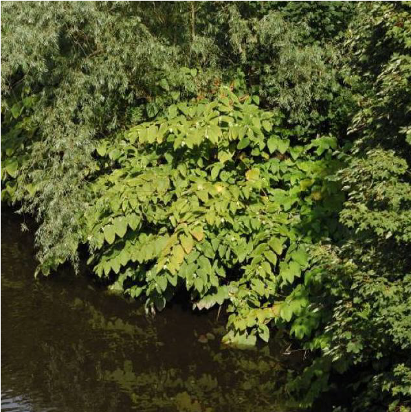 Invasive Japanese knotweed over river