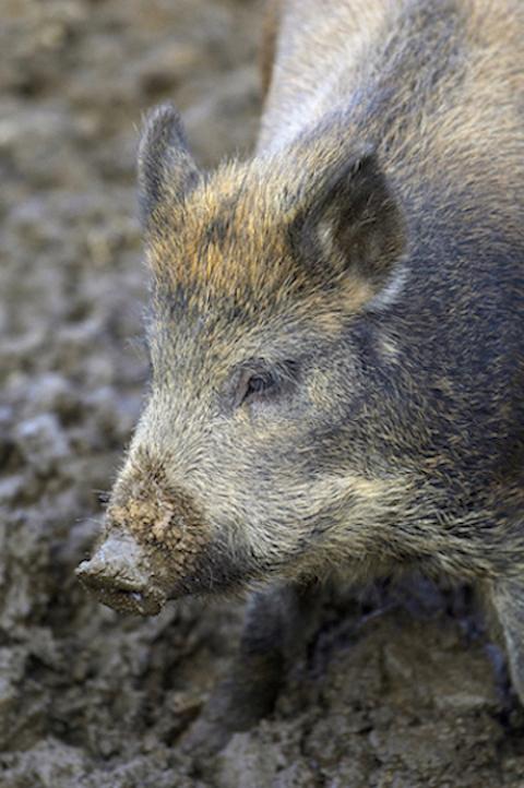 Feral pig in the mud