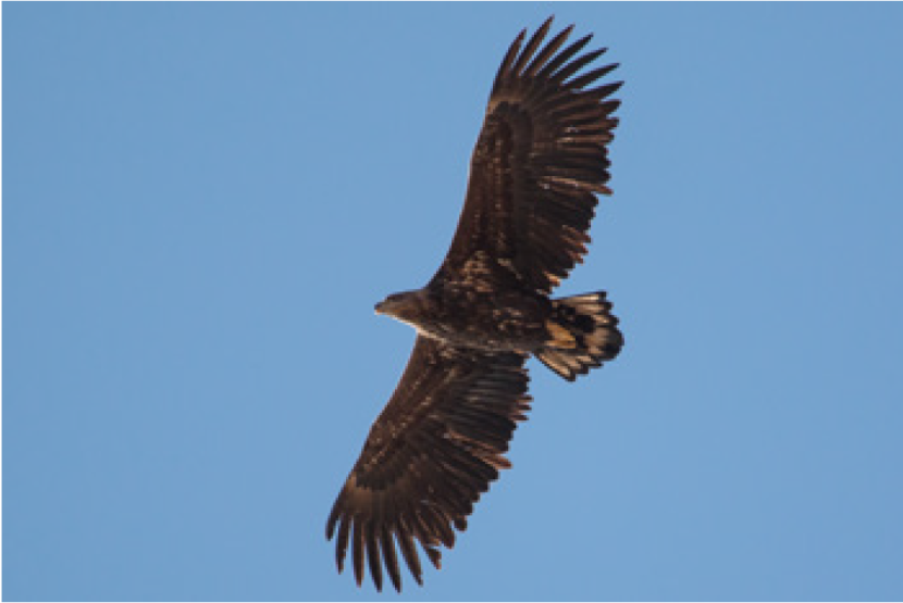 Juvenile white-tailed eagle in flight on Rum