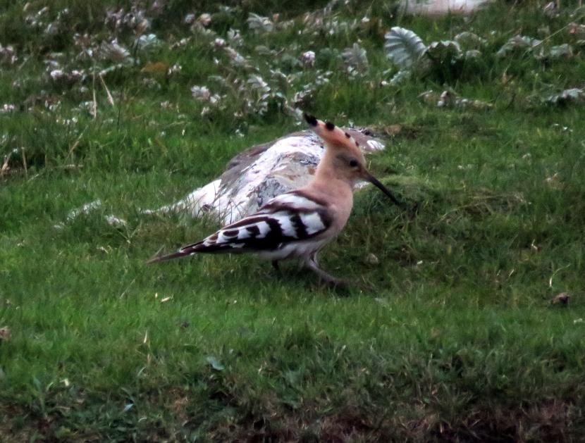 Hoopoe sitting on grassland