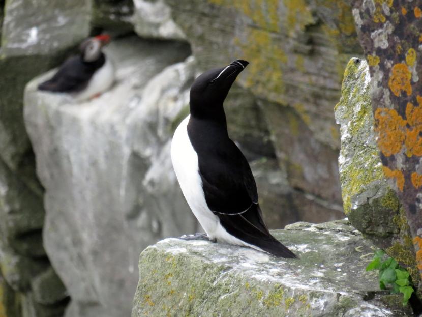Razorbill seabird sitting on a cliff rock