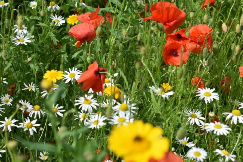 Poppies and ox eye daisies