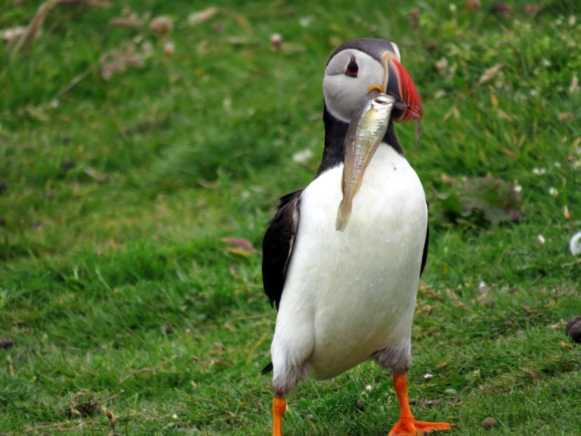 Puffin on grass holding fish in beak