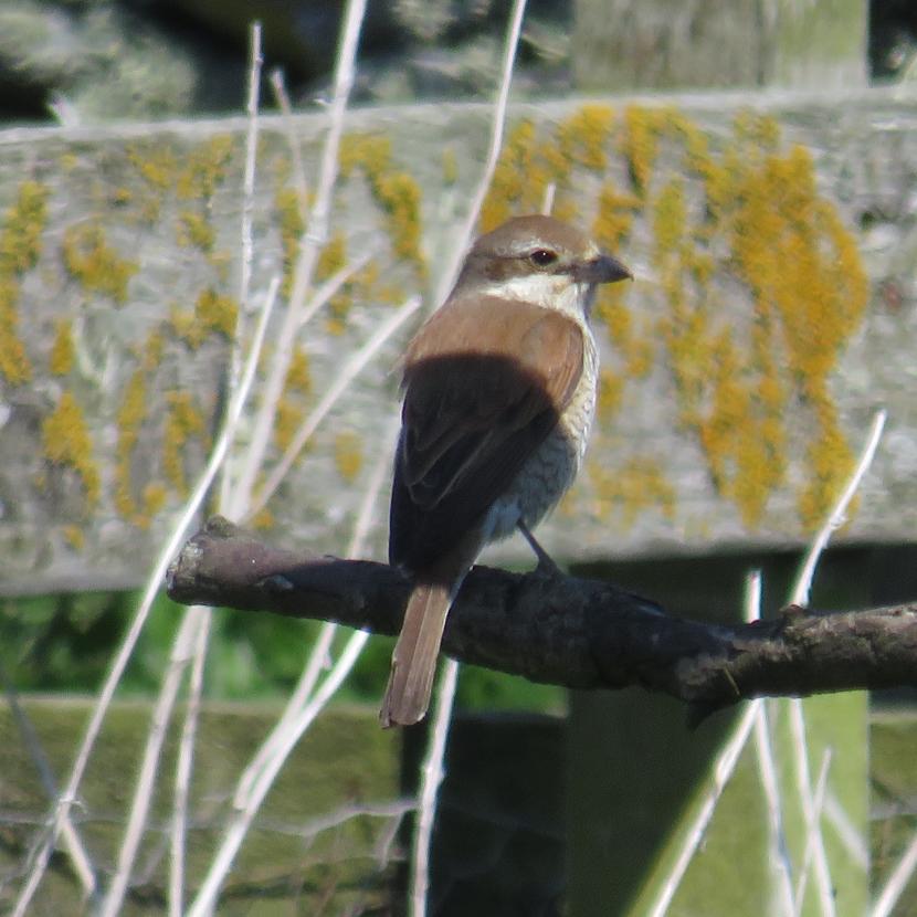 Red backed shrike sitting on branch