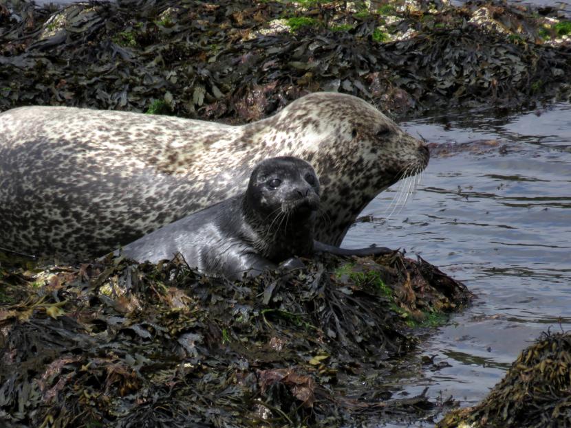 Seal and pup lying on beach among seaweed and rocks