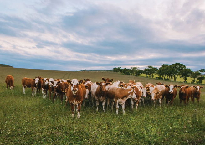 Herd of brown and white cows in field