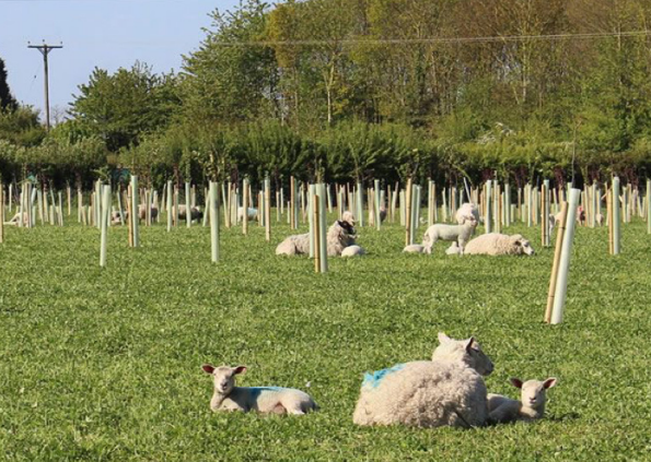 Sheep and lambs lying in field amongst newly planted trees and tree guards