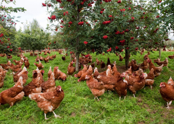 Brown free range hens on grassland