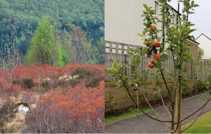 Image of heather and trees and image of apple tree beside footpath