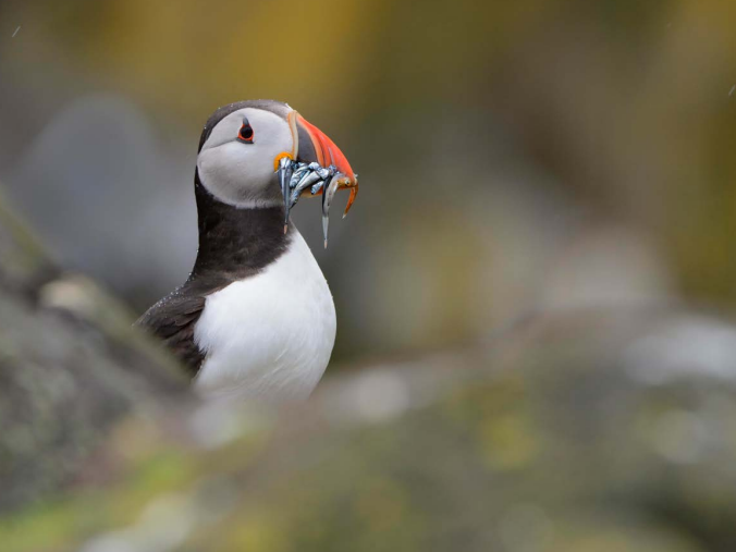Image of puffin with fish in beak