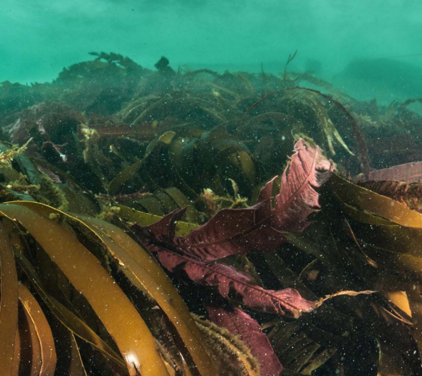 Mixed kelps on a shallower wave exposed reef in Loch Laxford.