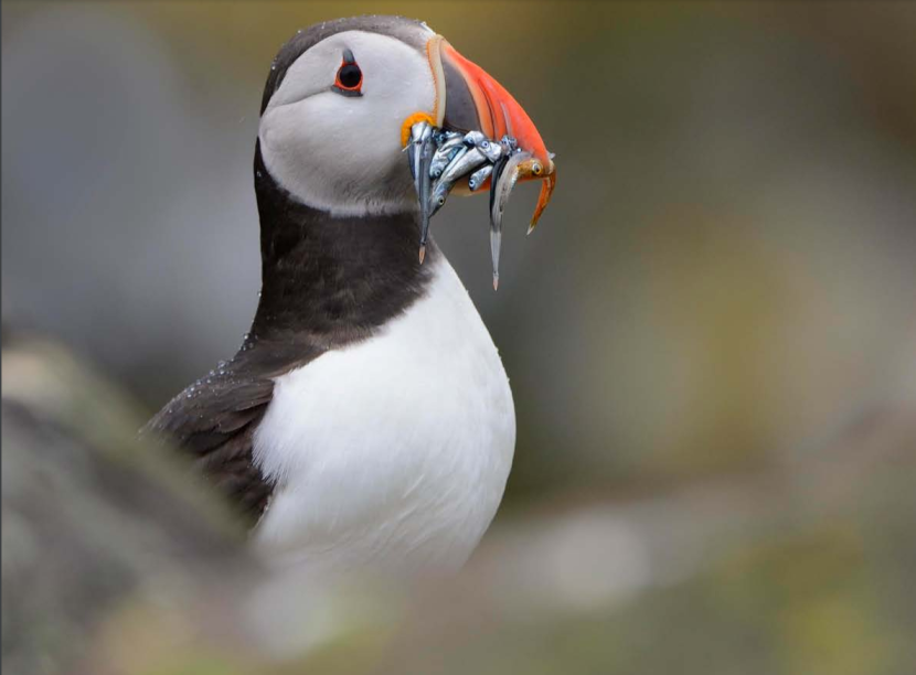 Puffin with a beakful of sandeels.