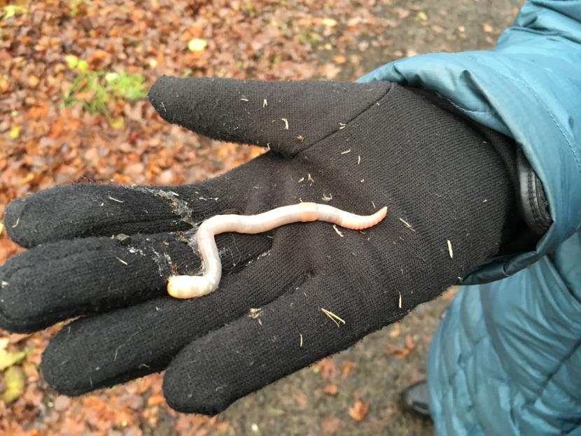 person with gloves holding a worm