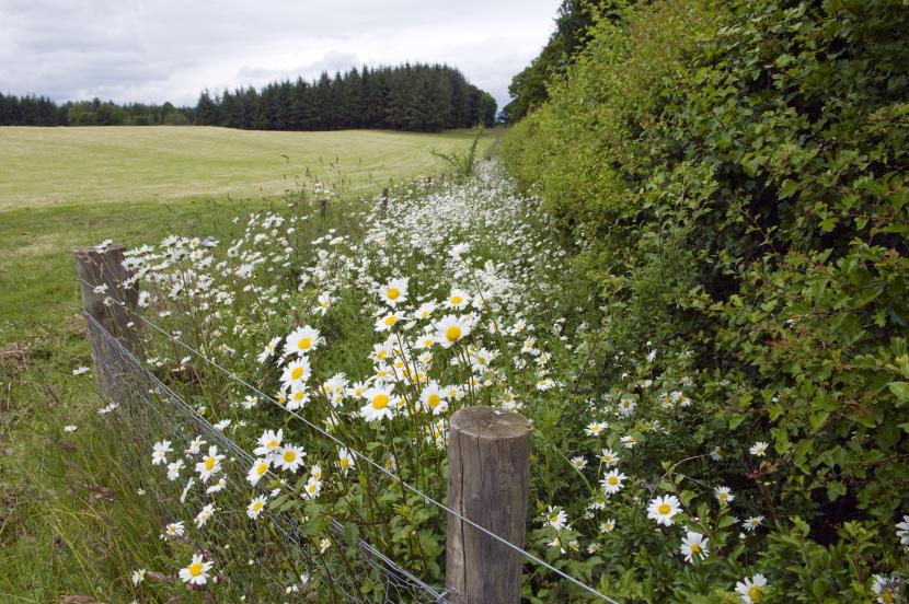 View of flowers, grass and trees at Ballathie