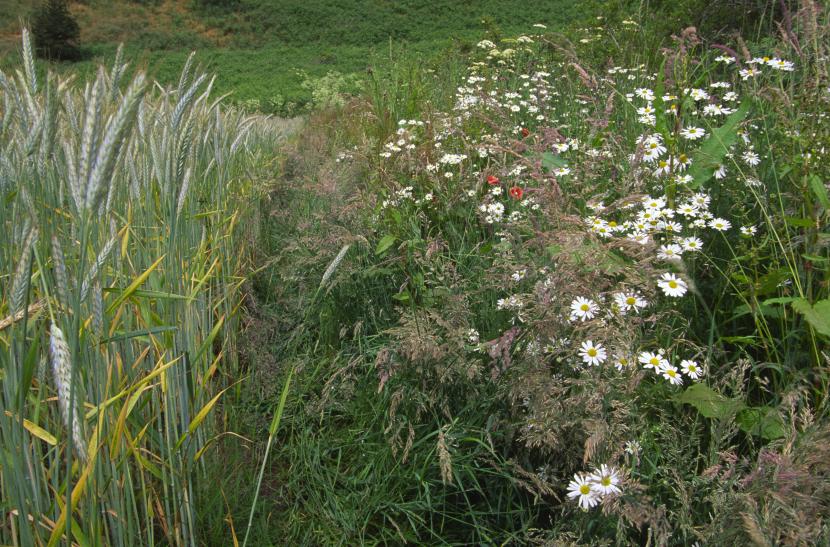 Rows of wildflower field margin