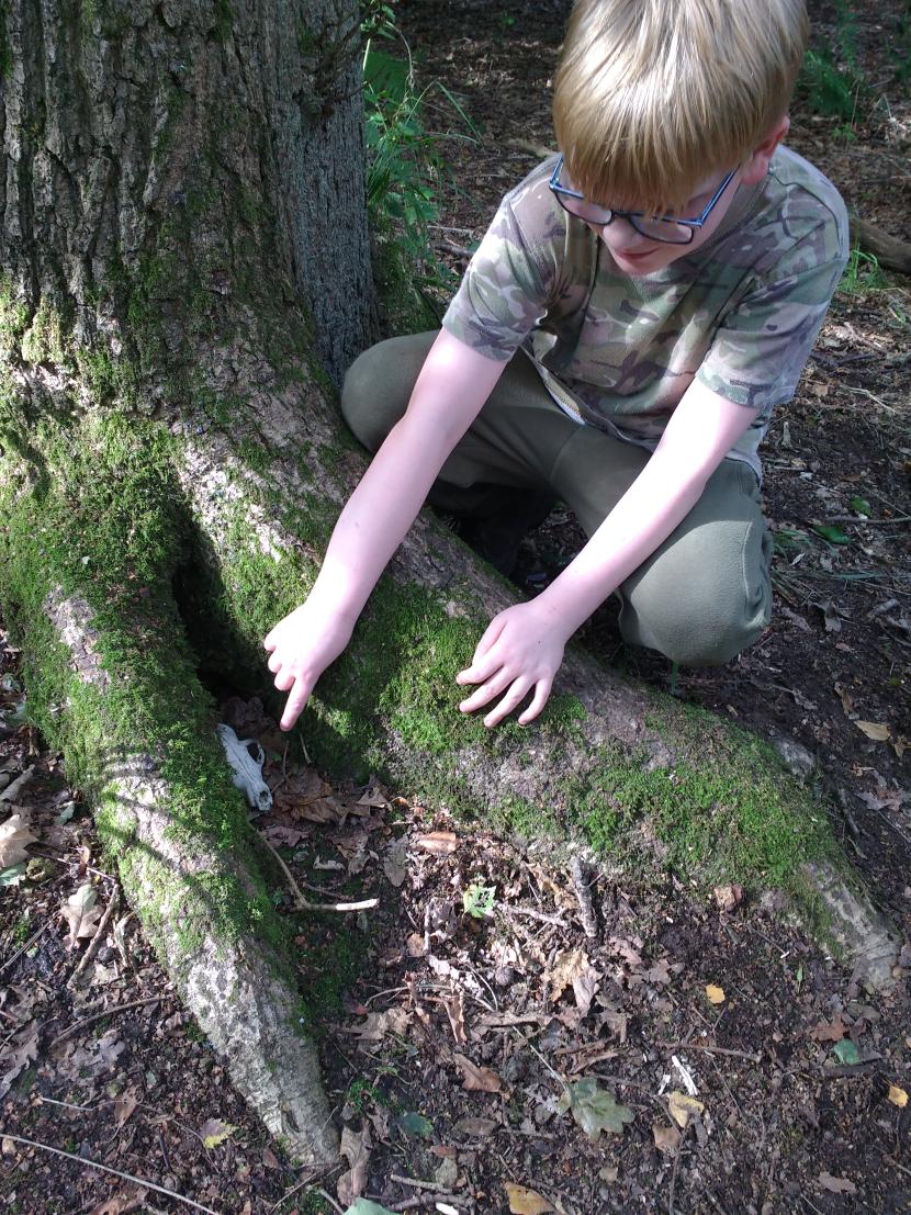 A primary boy at the base of a tree