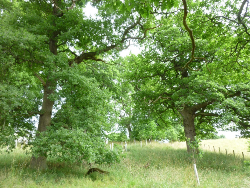 An oak sapling amongst mature trees