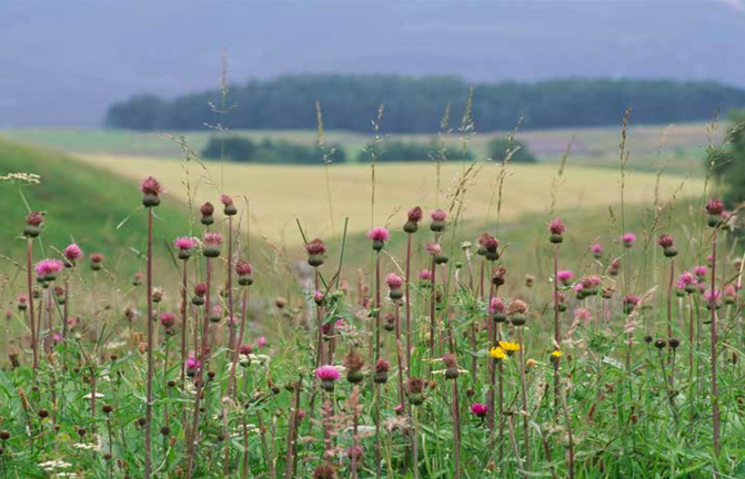 Upland hay meadow 