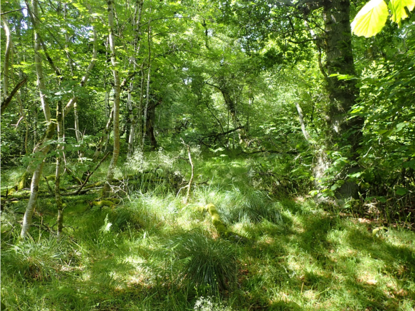 example of good woodland structure with variety