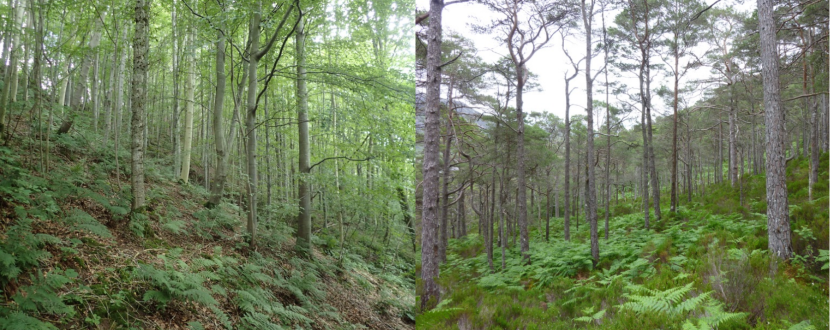 two images of woodland 