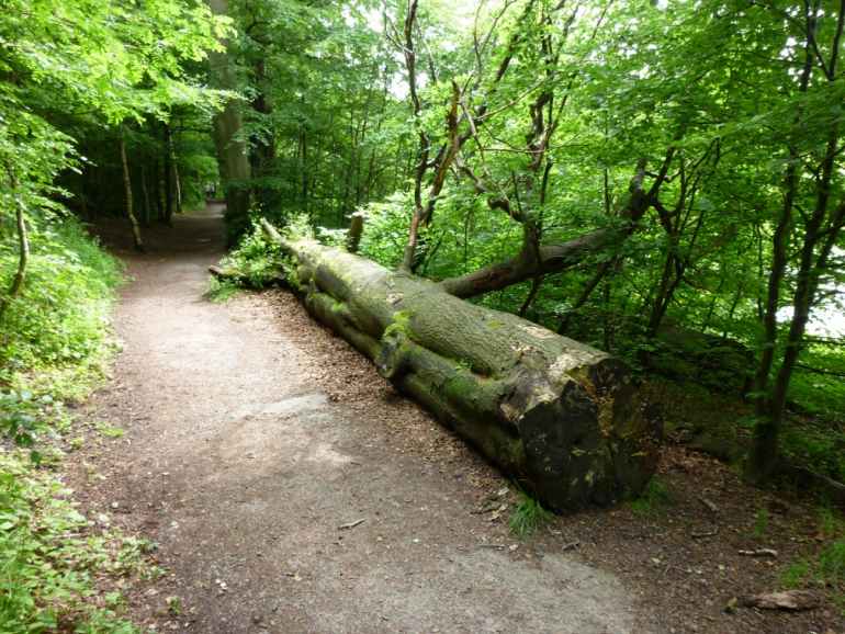tree that has been felled