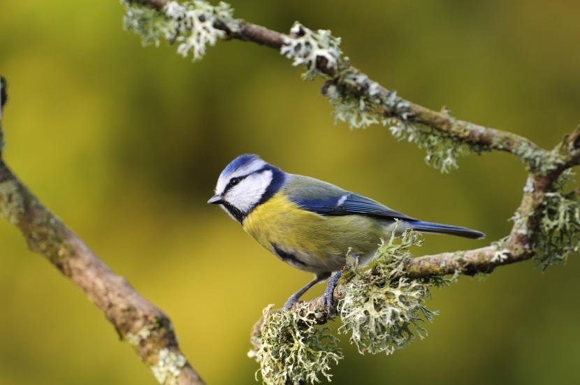 Bluetit perching on a lichen covered branch.