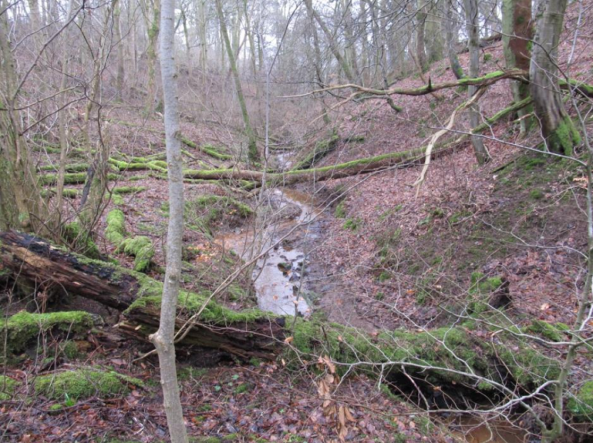 woodland showing habitat condition and structure
