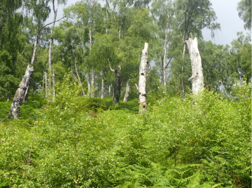 Dead standing birch in greenspace