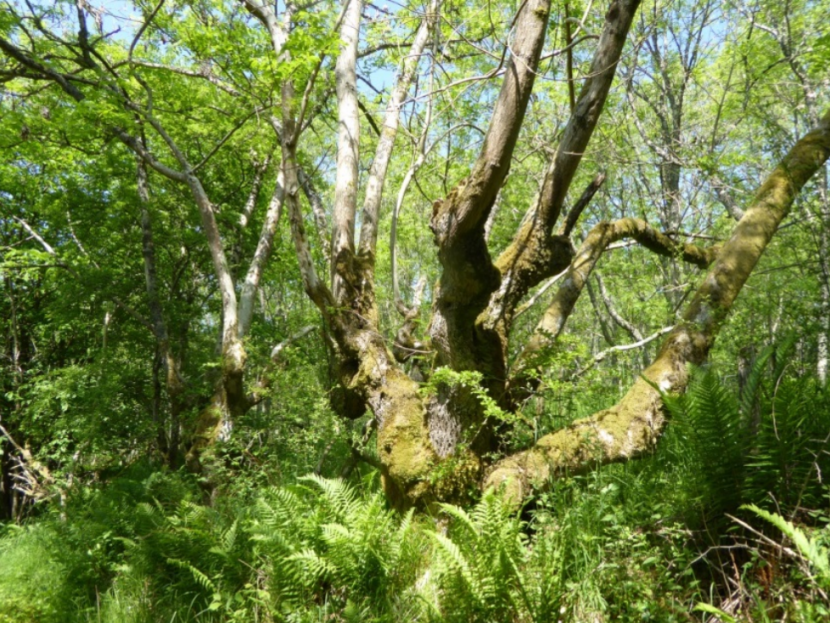 Ash tree in greenspace 
