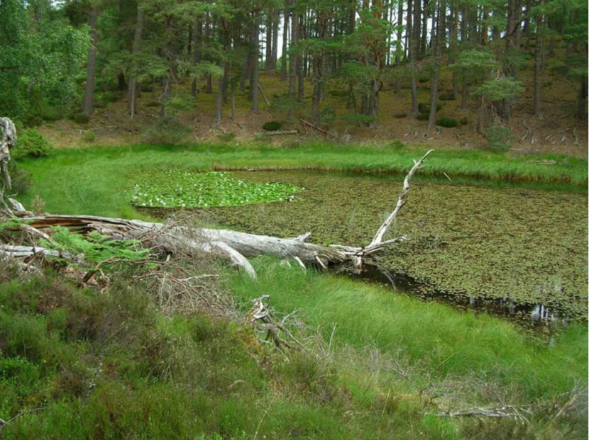 pine tree semi-submerged in a pond