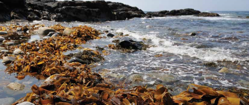 Kelp on a rocky shore, South Uist.