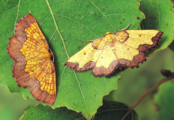 Two Dark Bordered Beauty moths on a leaf