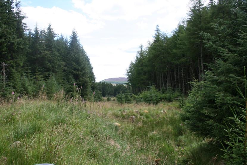 A photo taken in Clashindarroch forest showing an open grassy area with long grasses and herbs along a watercourse, surrounded by mature conifer plantation with some spruce regeneration around the margins.
