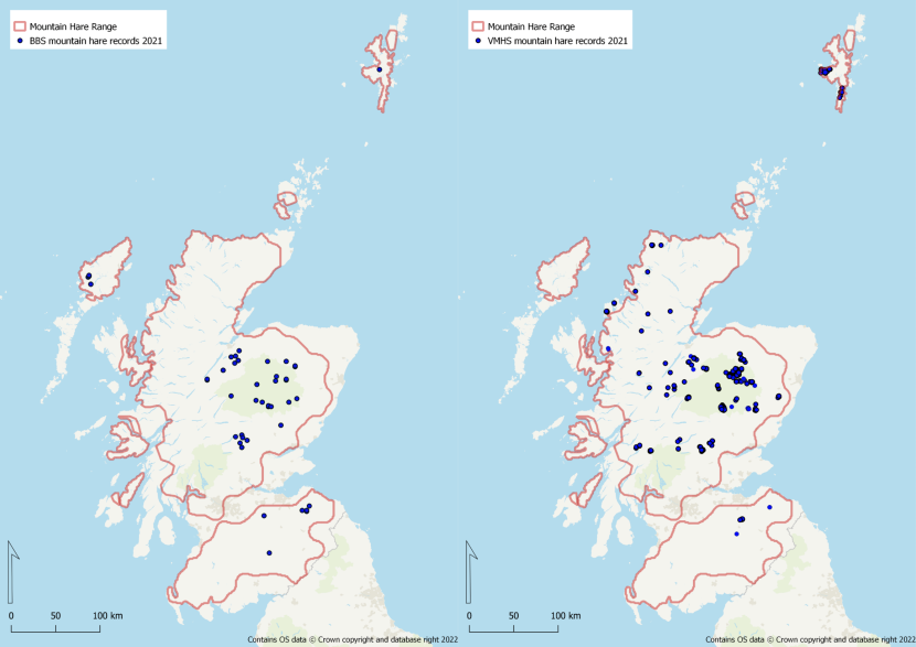 Two maps showing the distribution of mountain hare records from the Volunteer Mountain Hare Survey and Breeding Bird Survey in 2021