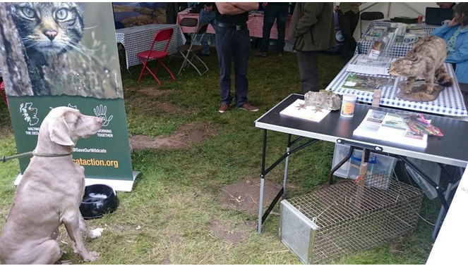 Wildcat display material image on table with dog looking on