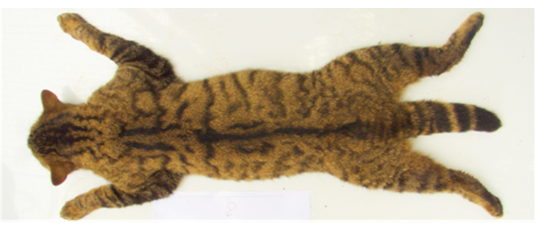 Image of Wildcat body dorsal view