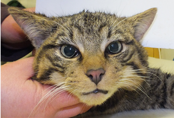 Image of a wildcat face.