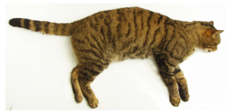 Image of Wildcat body right lateral.