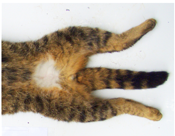 Image of Wildcat lower abdomen and underside of tail.