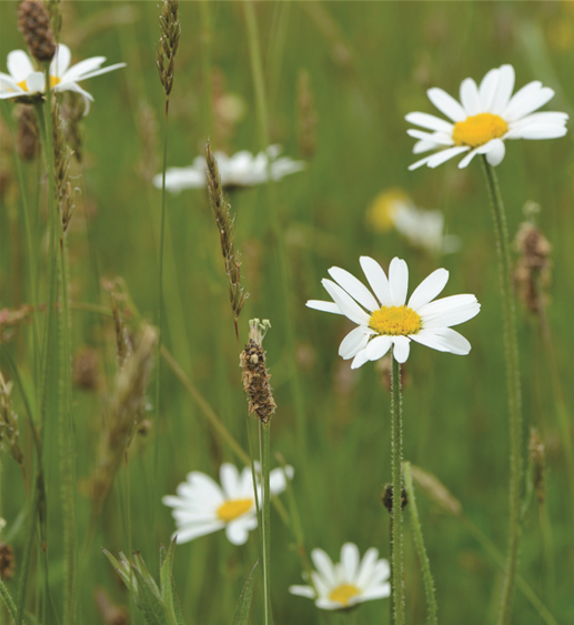 daisies growing in the Battleby meadow
