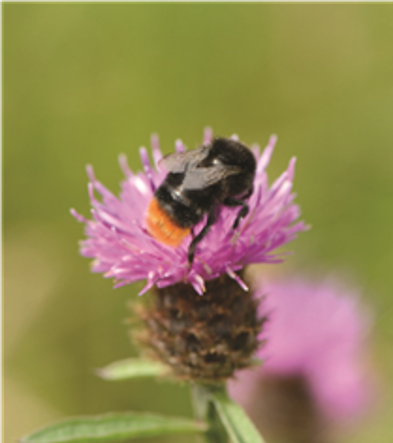 red-tailed bumblebees