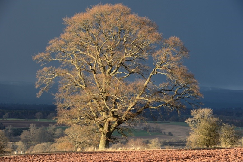 Oak (English oak & sessile oak)