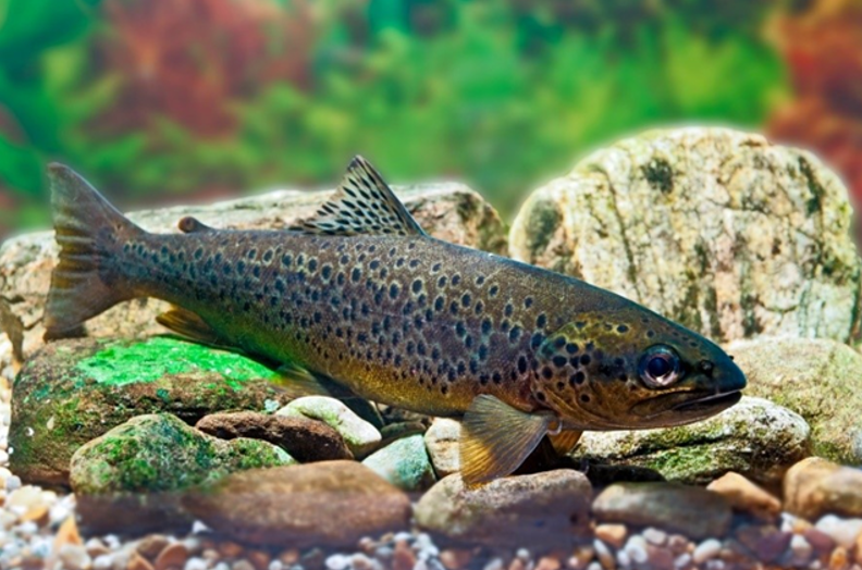 Sea trout/brown trout